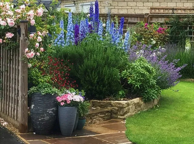 Delphiniums, roses and lavender in a border beside a stone-edged lawn