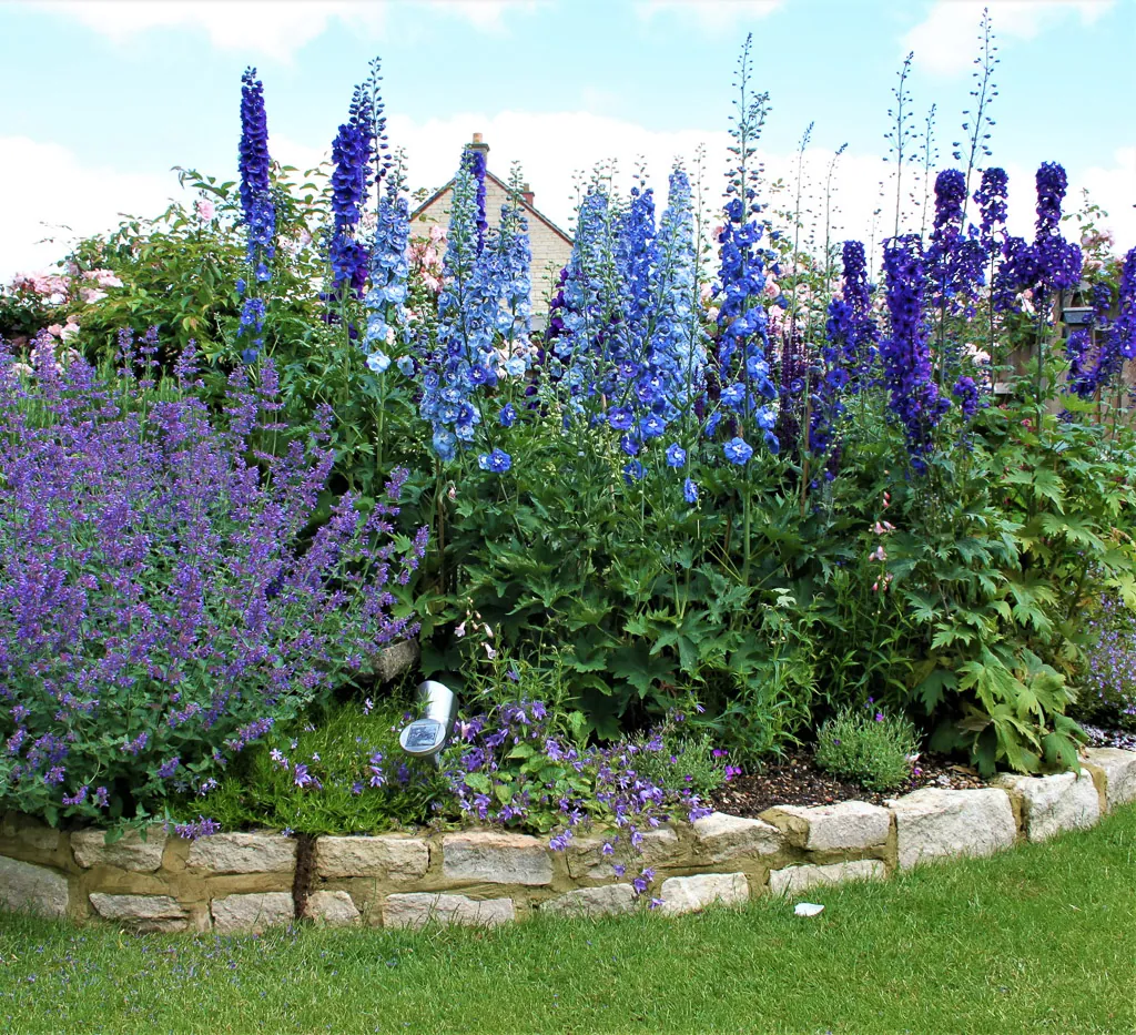 Tall blue delphiniums above a stone-edged border